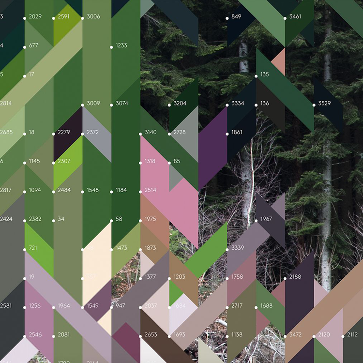 Replanted Fir – Edition